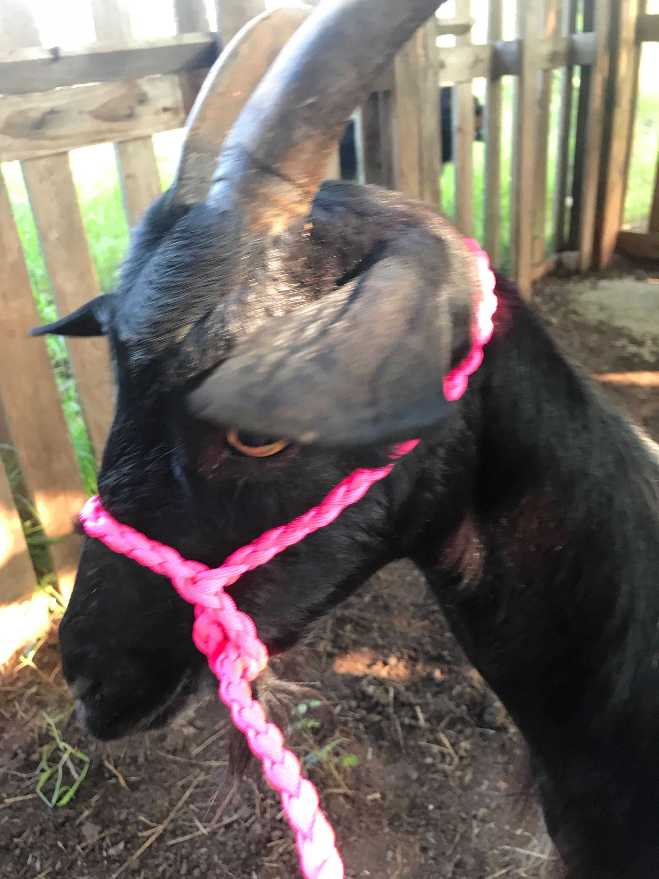 Dwarf livestock lead pygmy goats sheep alpacas goat Etsy