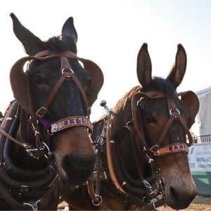 Personalized  horse or mule  halter purple