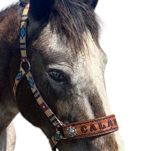 May include: A brown and white horse wearing a leather halter with a beaded strap and a nameplate that reads "CALAN".