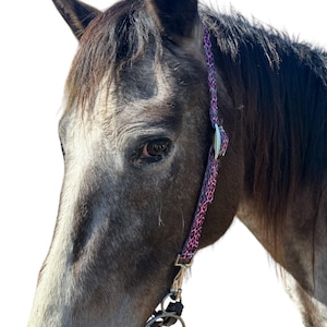May include: A close-up of a gray horse's head with a pink and purple patterned halter. The horse has a dark brown mane and a white muzzle.