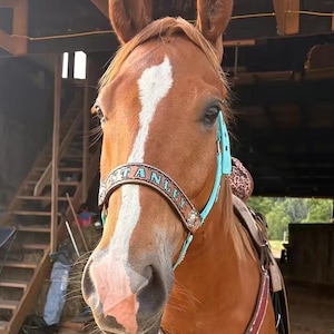 Personalized turquoise  print horse halter