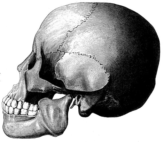 Items Similar To Anatomical Skull Anatomy Skeleton 27 On Etsy