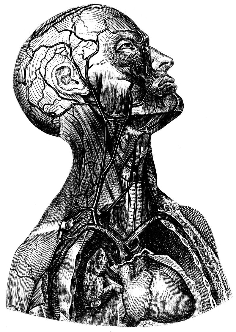 Human Anatomy Old Medical Atlas Illustration 51 | Etsy