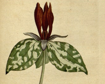 Art print botanical, Botanical pictures, Botanical chart, 40