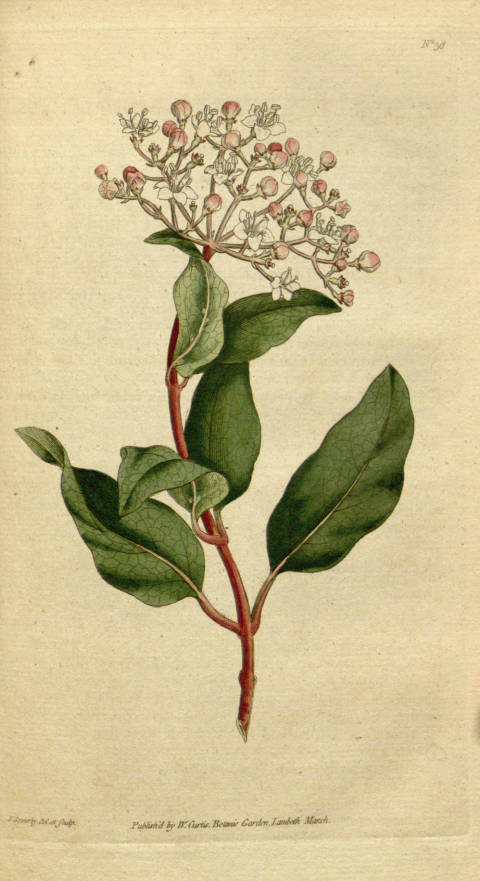 Botanic illustration Wall art botanical Nature poster Etsy