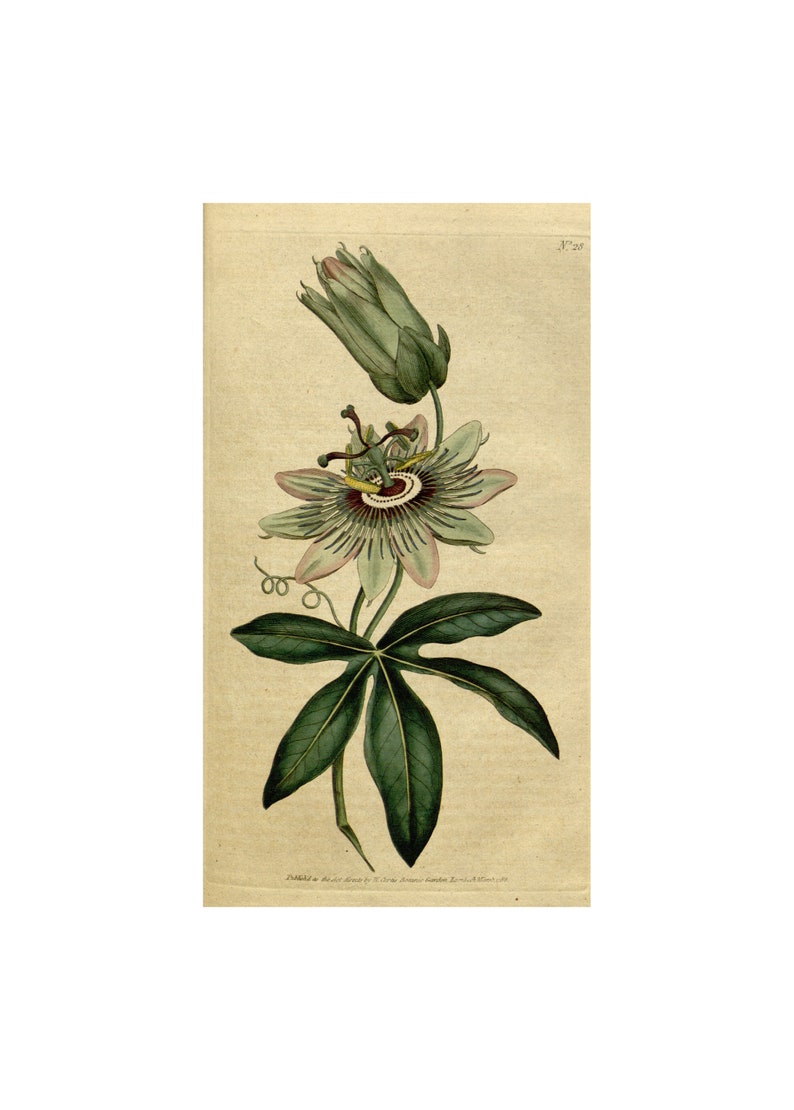 Nature Botanical Botanic Illustration Wall Art Botanical 28 Etsy