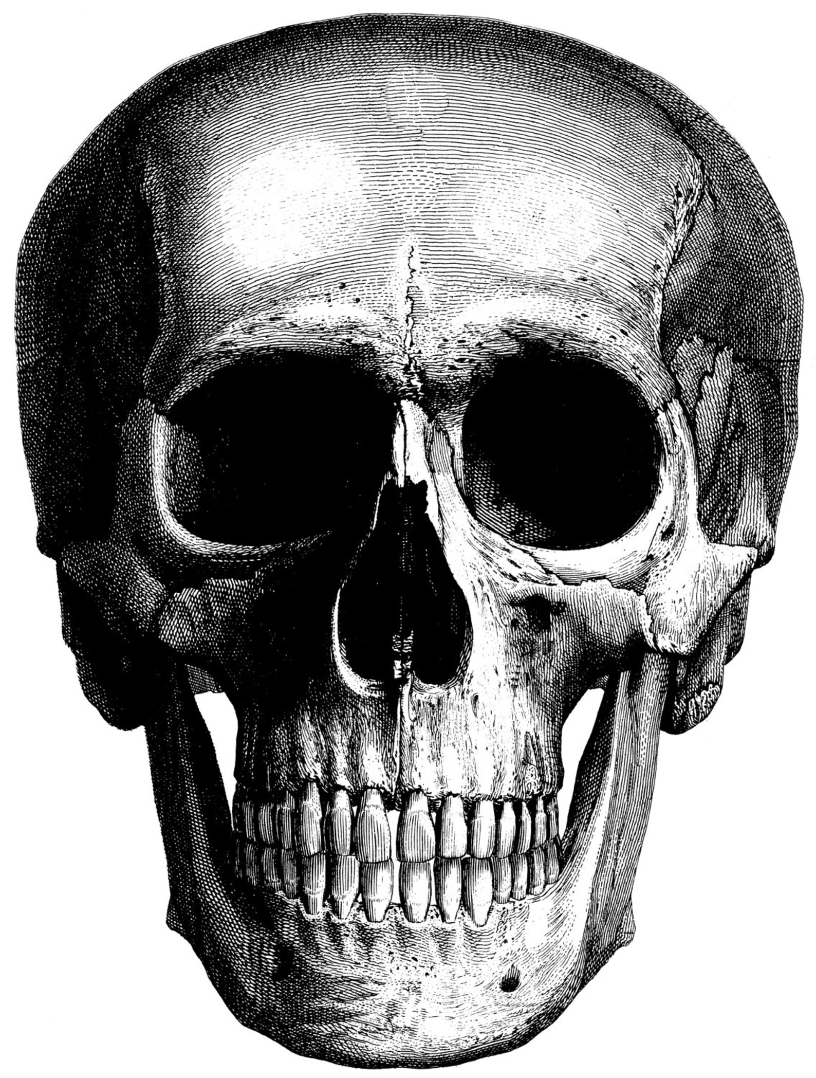 Череп густо. Векторный череп. Череп густо. Череп густо. Череп густо.