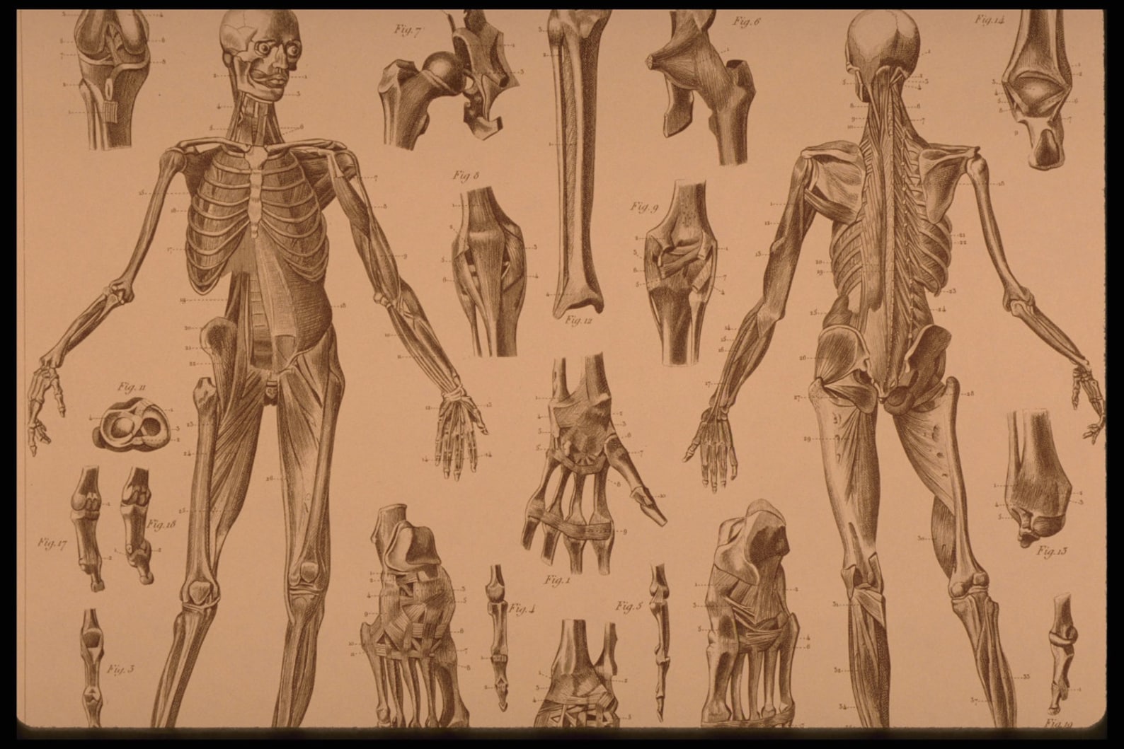 Anatomical Print Old Engravings Antique Posters Engraving | Etsy