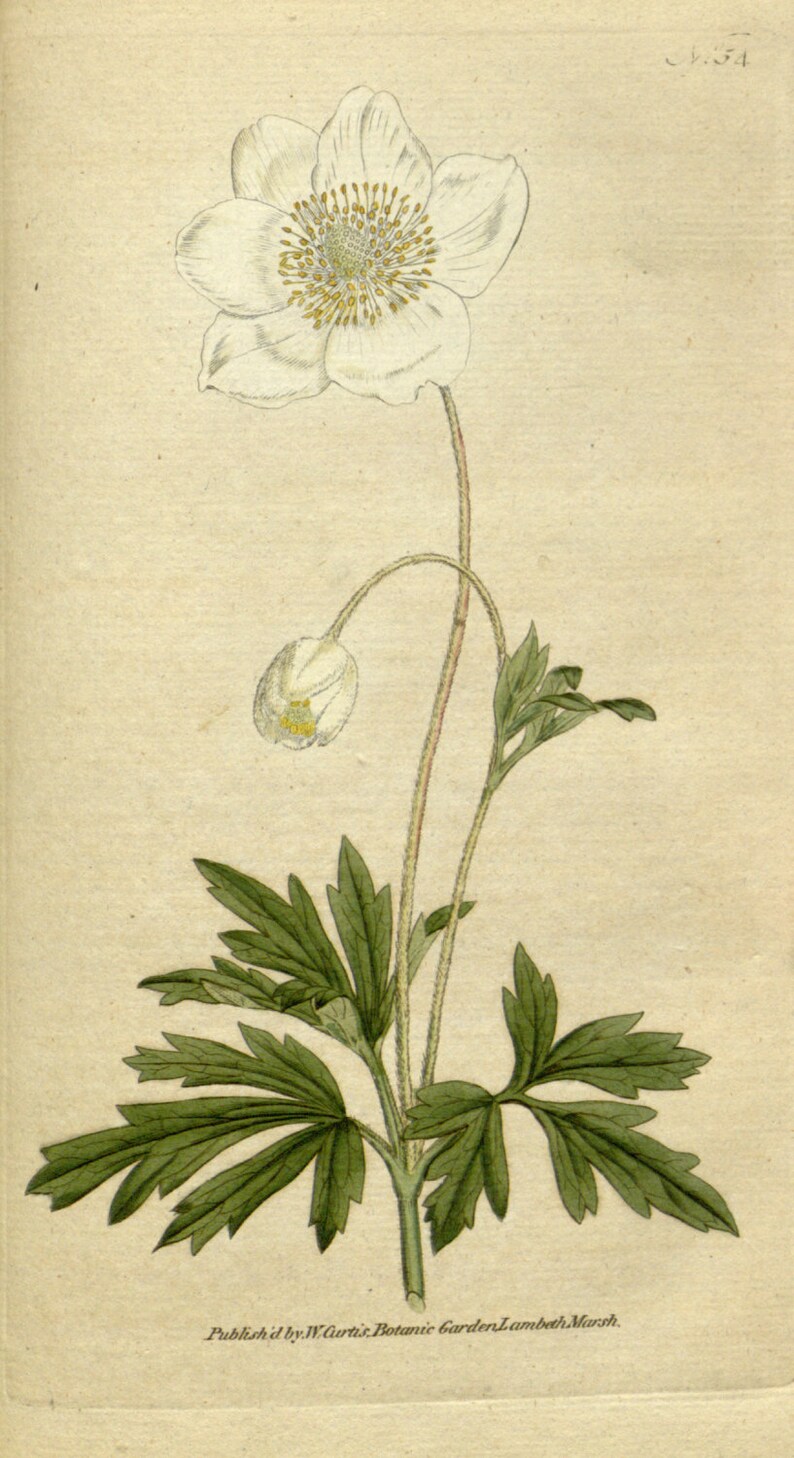 Flower painting Botanic art Botanical chart Beautiful Etsy