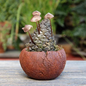 May include: A small, round, reddish-brown ceramic pot with a textured surface. A pine cone is planted in the pot, with several small brown mushrooms sprouting from the top. The background is blurred, with green foliage.