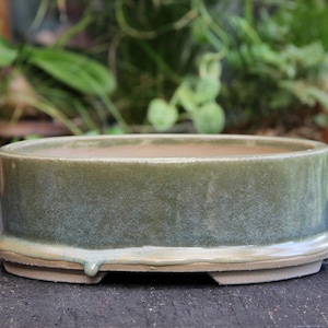 May include: A low, round, glazed ceramic bonsai pot. The pot is a muted green with a light blue glaze that drips down the side. The base is a lighter, unglazed color. The pot is designed for planting small trees and shrubs.