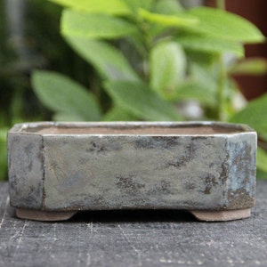 May include: A rectangular bonsai pot with a gray-blue glaze. The ceramic pot has a low profile, with a rectangular shape and small feet. The interior is a contrasting brown color. The background is blurred green foliage.