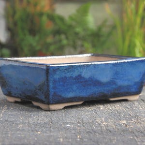 Rechthoekige blauw geglazuurde bonsaipot: moderne vetplant