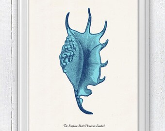 Sea shell Pterothera Sea life print - seashells wall art home decor -A 4 print SAS219