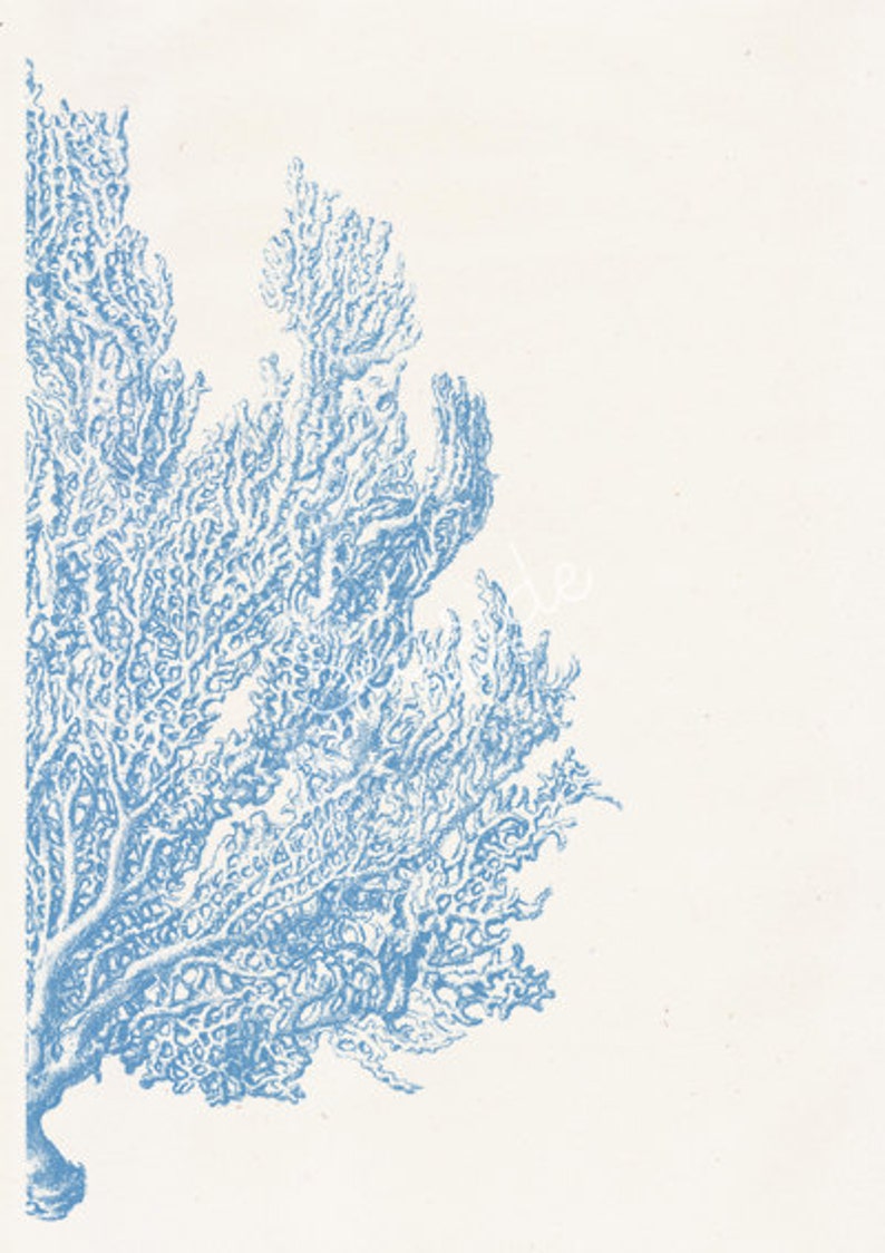 Light blue Sea fan coral no.04 Antique sealife Illustration Etsy