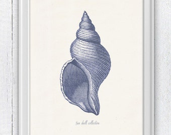 Sea shell in blue - sea life print- seashells wall art home decor -A 4 print SPS241