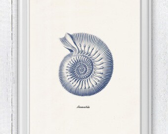 Sea shell in blue - Nautilus 3 (Ammonitida) Sea life print - seashells wall art home decor -A 4 print SAS236
