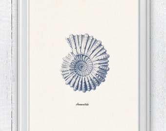 Sea shell in blue - Nautilus 2 (Ammonitida) Sea life print - seashells wall art home decor -A 4 print SAS212