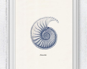 Sea shell in blue - Nautilus 4 (Ammonitida) Sea life print - seashells wall art home decor -A 4 print SAS235