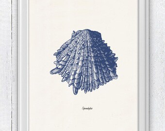 Vintage sea shell-Spondylus Vintage sea shell print- seashells wall art home decor -A 4 print- sea life SAS228