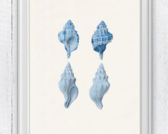 Sea shell collection in blue- Sea life print - seashells wall art home decor -A 4 print SAS202