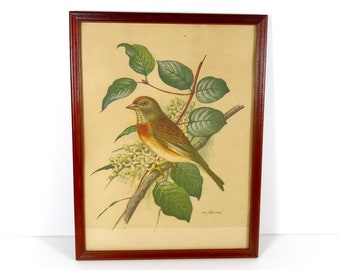 Vintage Bird Print Framed Bird Print Ph. Gömmer Print Bird Lover Bird Watcher Birder Gift