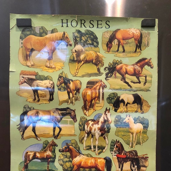 Horse Breeds Poster Etsy