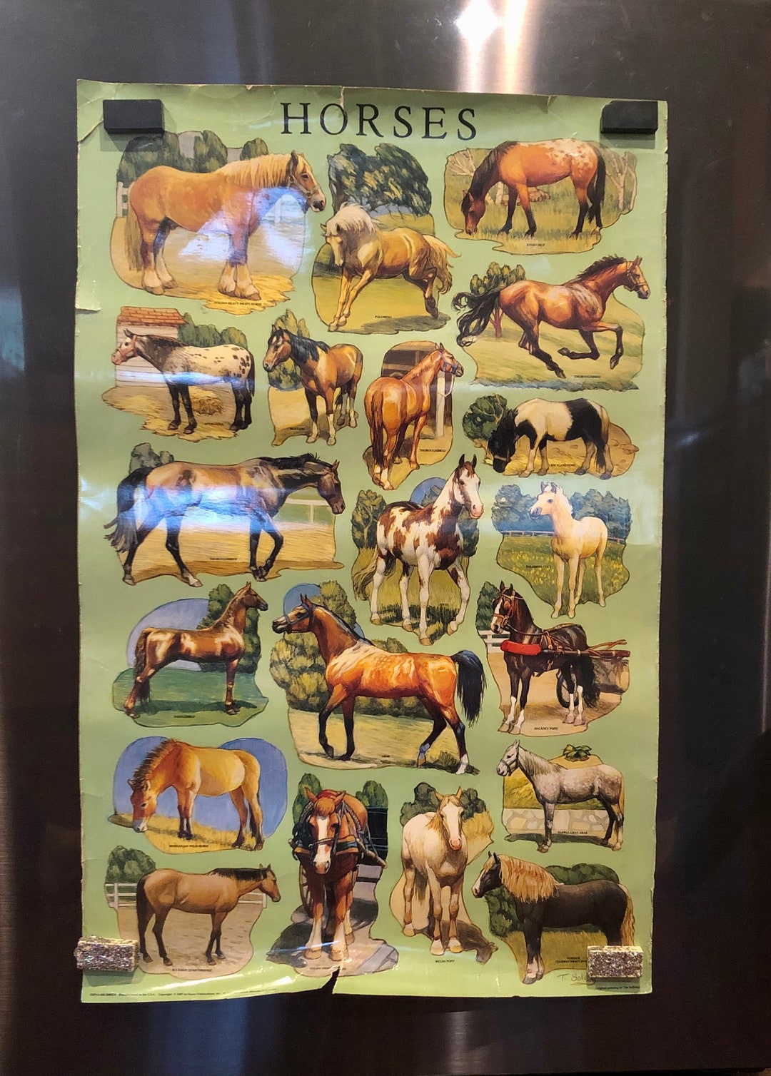 Original 1987 Horses Poster Dover Horse Breed Poster Dover Horses