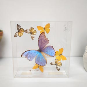 May include: A clear acrylic display case containing several butterflies. The butterflies have various colors, including blue, purple, yellow, and brown. The case is rectangular and sits on a white surface.