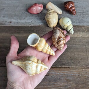 set of eight small ceramic sea shells with neutral colors and a variety of styles.