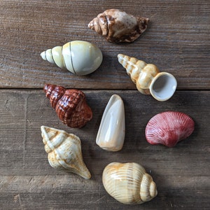 set of eight small ceramic sea shells with neutral colors and a variety of styles.