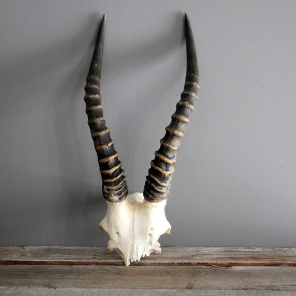 Cornes et antilope africaine bois de cerf taxidermie autonomes démonté naturel tête de mort