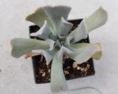 Echeverie quot Topsy Turvy quot , Rosette mit guter Bewurzlung