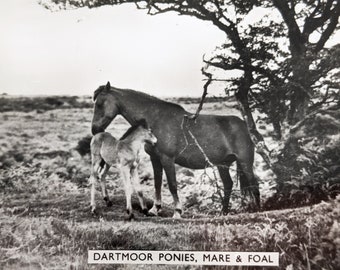 Dartmoor Souvenir Photographs, 12 Black & White Photos, Fingle Bridge Near Moretonhampstead, Lustleigh from Hillside, Widecombe-in-the-Moor