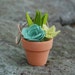 see more listings in the Succulent Gardens & Pots section