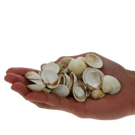 Craft Shells Medium Cerith 100g Shells small CF015007 Seashells