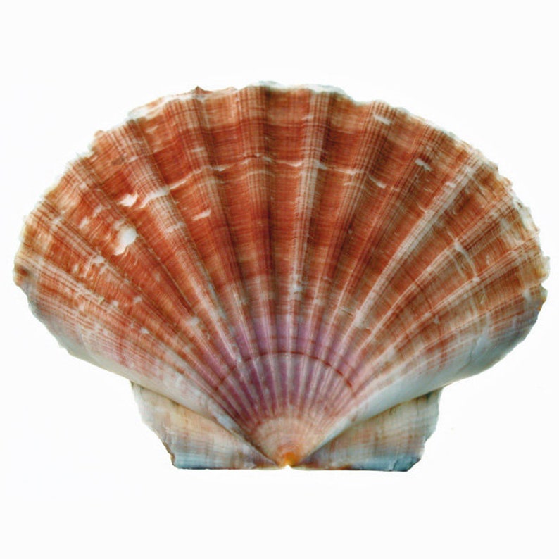 Medium Flat Scallops 10cm Shell Seashell Craft Shells Etsy