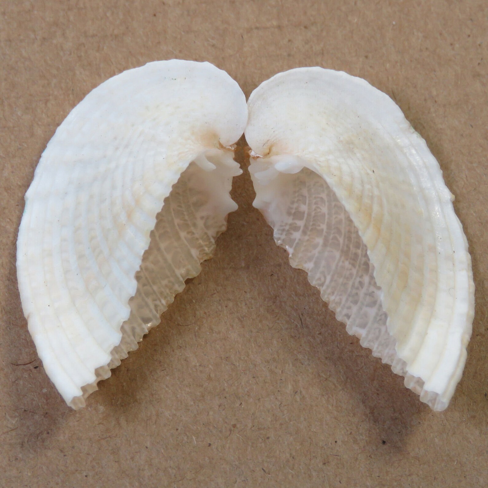 Heart Shaped Clams Angel Wings Seashell Collectors Shell Etsy