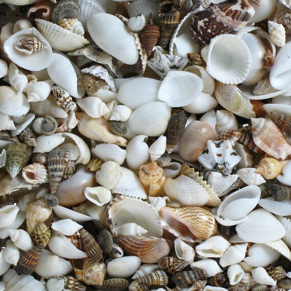 Small Seashell Mix, Tiny Sea Shell Lot, Beach Wedding Decor, Sea Shells for  Crafts, Scatter Table Confetti. Coastal Crafts 