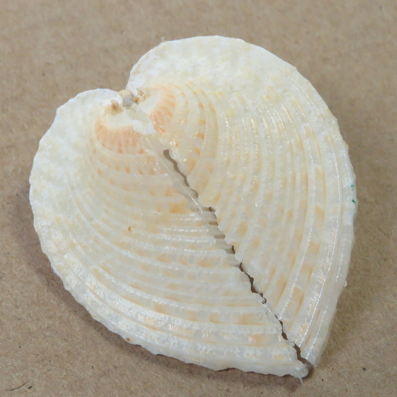 Heart Shaped Clams Angel Wings Seashell Collectors Shell Etsy
