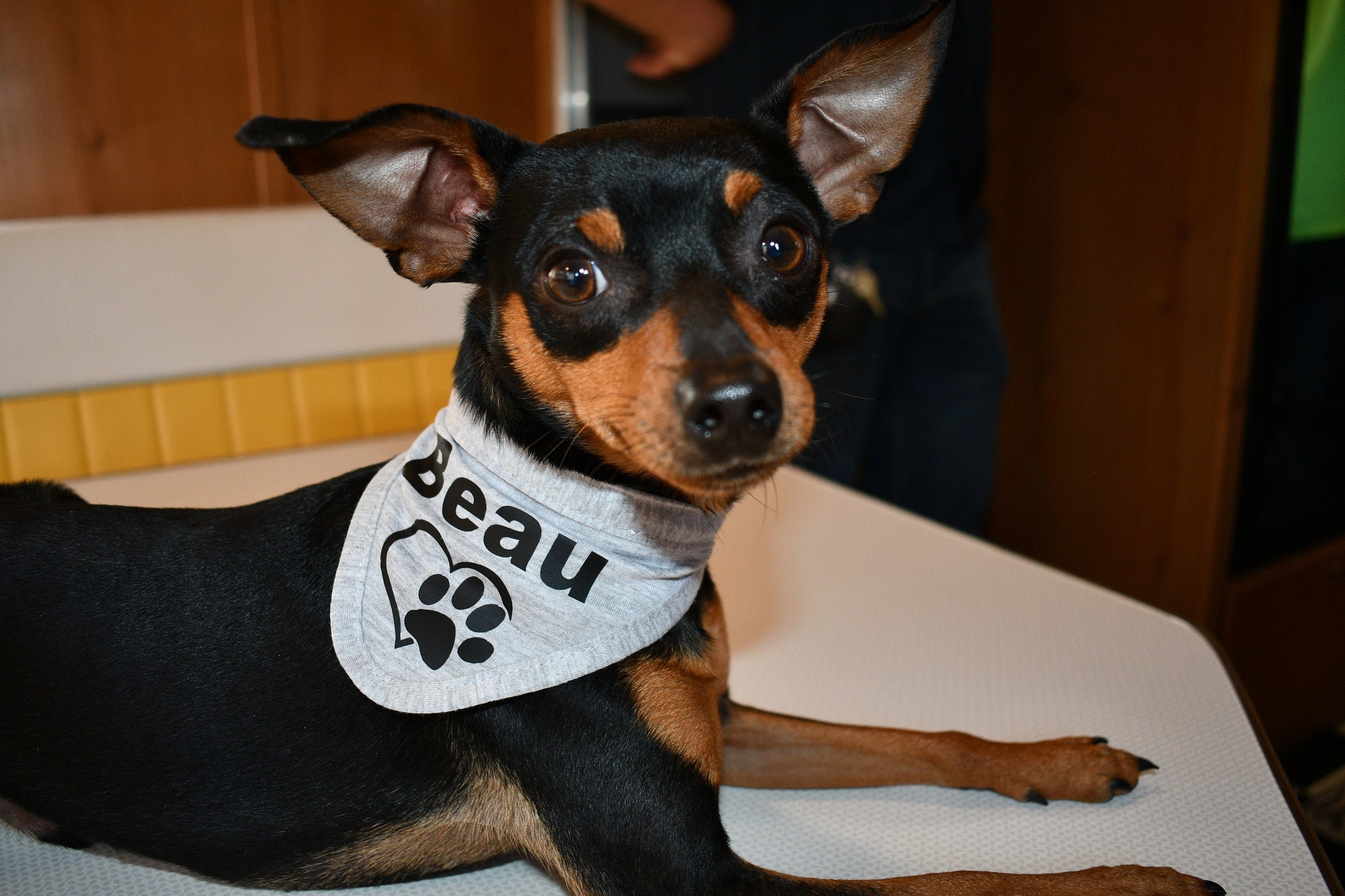 Teacup Dog Collars Etsy