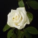 RosesWorkshop