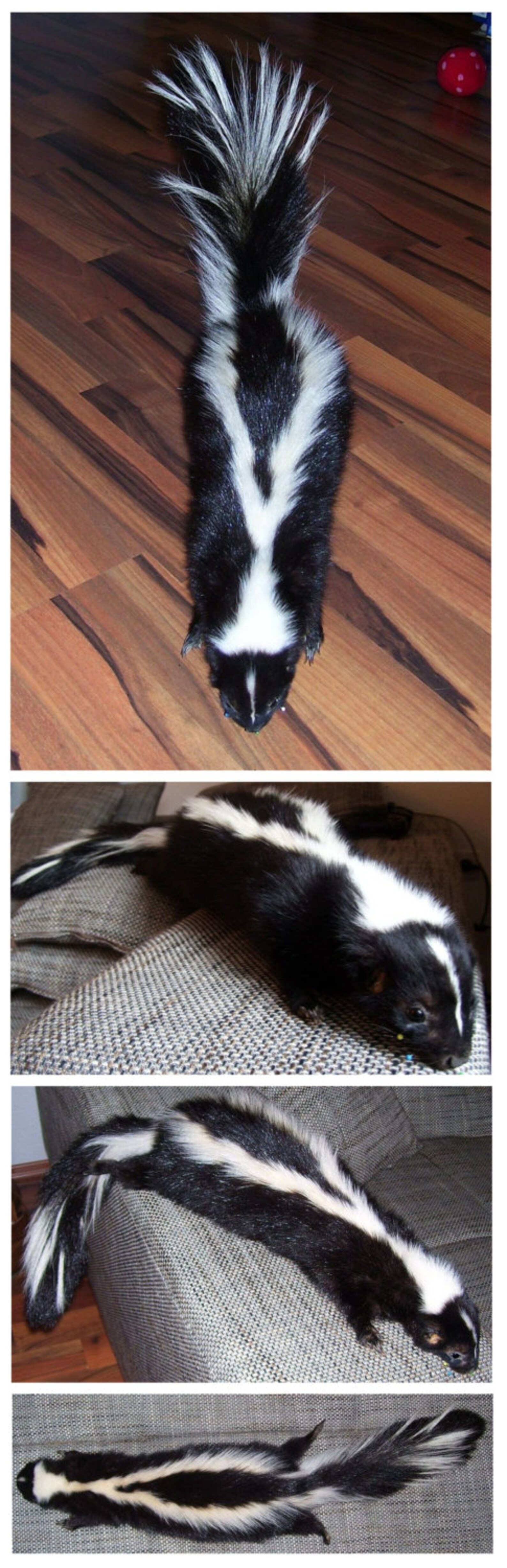 Skunk Plush Soft Mount Taxidermy Etsy