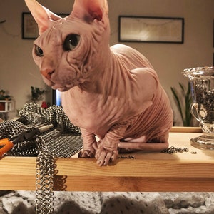 May include: A hairless cat with large ears sits on a wooden surface. The cat has pink skin and green eyes. A chainmail necklace hangs from the surface.