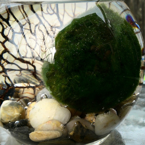 Marimo XL terrarium with genuine sea fan, best seller, Marimo for Love and Luck, FREE marimo included,