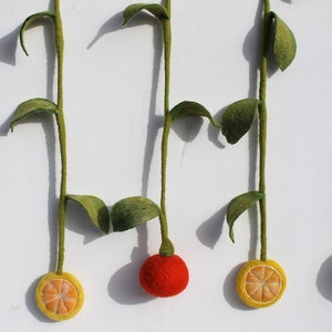 Magic fruits as a decoration for the kitchen window Orange