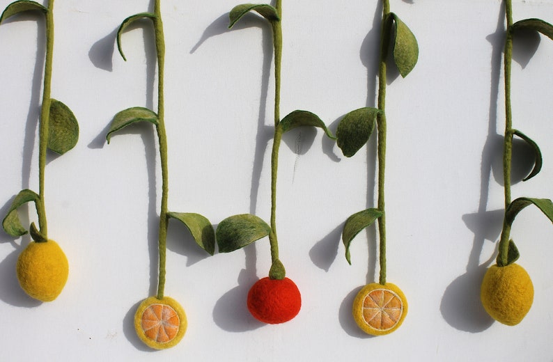 Magic fruits as a decoration for the kitchen window Orange