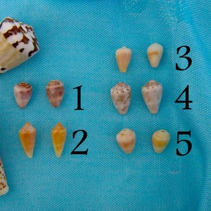 Tiny Hawaiian Cone Shell Stud Earrings: Silver Plate Posts, Beach Jewelry
