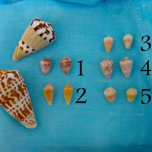 May include: A collection of ten seashells, some with brown and white patterns, arranged in rows on a blue fabric background. The shells are numbered 1 through 5.