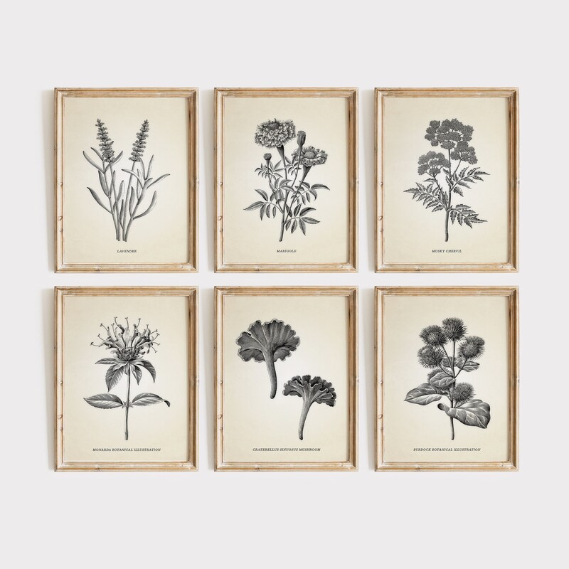 Botanical Prints Set of 6 - Etsy